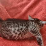 Tut Mau silver Male DOB 12-23-21-12-23-21