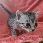 Tut Mau silver Male DOB 12-23-21-12-23-21