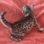 Tut Mau silver Male DOB 12-23-21-12-23-21