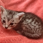 Tut Mau silver Male DOB 12-23-21-12-23-21