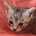 Tut Mau silver Male DOB 12-23-21-12-23-21