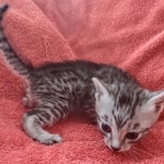 Tut Mau silver Male DOB 12-23-21-12-23-21