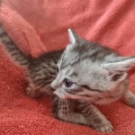 Tut Mau silver Male DOB 12-23-21-12-23-21