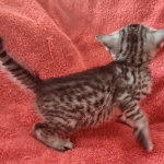 Tut Mau silver Male DOB 12-23-21-12-23-21