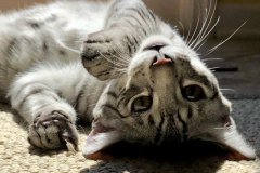 Niko Egyptian Mau Silver Male #2 DOB 2-17-20