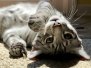 Niko Egyptian Mau Silver Male #2 DOB 2-17-20