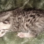 Mau, Silver, Male, DOB 2-17-20