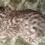 Mau, Silver, Male, DOB 2-17-20