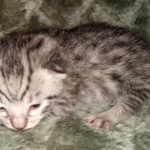 Mau, Silver, Male, DOB 2-17-20