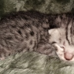 Mau, Silver, Male, DOB 2-17-20