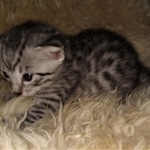 Mau, Silver, Male, DOB 2-17-20