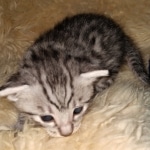 Mau, Silver, Male, DOB 2-17-20