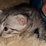 Mau, Silver, Male, DOB 2-17-20