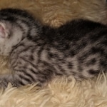 Mau, Silver, Male, DOB 2-17-20