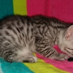 Niko, Mau, Silver, Male, DOB 2-17-20