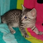 Niko, Mau, Silver, Male, DOB 2-17-20