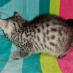 Niko, Mau, Silver, Male, DOB 2-17-20