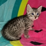 Niko, Mau, Silver, Male, DOB 2-17-20