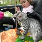 Niko, Mau, Silver, Male, DOB 2-17-20