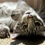 Niko, Mau, Silver, Male, DOB 2-17-20