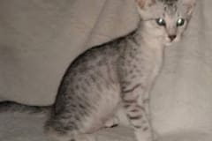 Bast, Egyptian Mau, Silver, Male #2 DOB 3-1-19