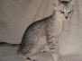 Bast, Egyptian Mau, Silver, Male #2 DOB 3-1-19