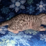 Mau, silver, male DOB 3-1-19