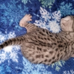 Mau, silver, male DOB 3-1-19