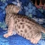 Mau, silver, male DOB 3-1-19