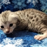 Mau, silver, male DOB 3-1-19
