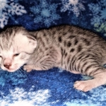 Mau, silver, male DOB 3-1-19