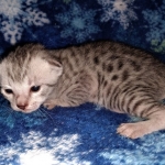 Mau, silver, male DOB 3-1-19