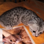 Mau, silver, male DOB 3-1-19