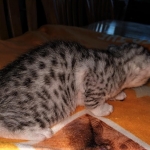 Mau, silver, male DOB 3-1-19