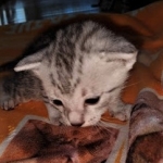 Mau, silver, male DOB 3-1-19