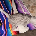 Mau, silver, male DOB 3-1-19