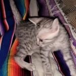 Bast, Mau, silver, male DOB 3-1-19