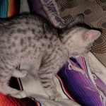 Mau, silver, male DOB 3-1-19