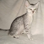 Mau, silver, male DOB 3-1-19