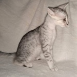 Mau, silver, male DOB 3-1-19