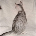 Mau, silver, male DOB 3-1-19