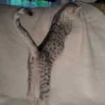 Mau, silver, male DOB 3-1-19