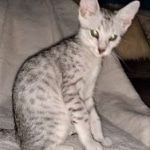 Mau, silver, male DOB 3-1-19