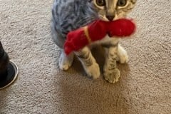 Andy Egyptian Mau Silver Male #2 DOB 3-24-21