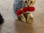 Andy Egyptian Mau Silver Male #2 DOB 3-24-21