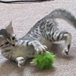 Andy Egyptian Mau silver Male DOB 3-24-21