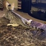 Andy Egyptian Mau silver Male DOB 3-24-21