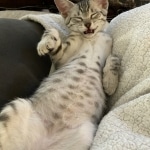 Andy Egyptian Mau silver Male DOB 3-24-21