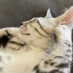 Andy Egyptian Mau silver Male DOB 3-24-21