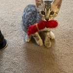 Andy Egyptian Mau silver Male DOB 3-24-21